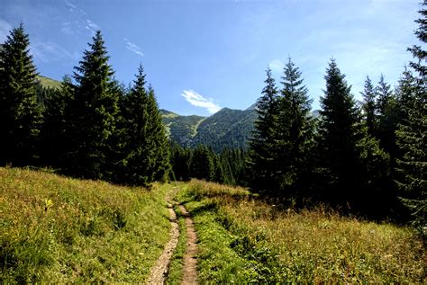 Free Images Landscape Tree Nature Wilderness Sky Trail Meadow