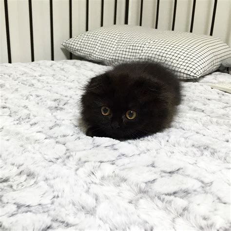Large cat breeds are physically bigger and heavier in size than smaller cats. Meet Gimo, The Cat With The Biggest Eyes Ever | Bored Panda
