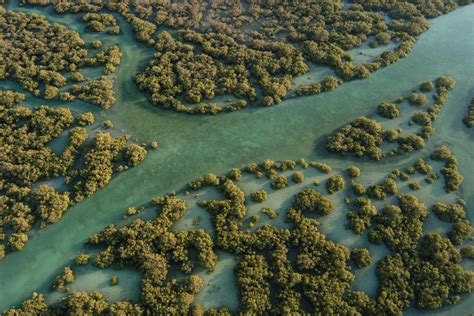 Abu Dhabis Sprawling Mangrove Forests Are The Source Of Inspiration