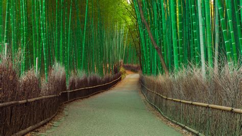 Thickets Bamboo Pathway Wallpaper Hd Nature 4k Wallpapers Images