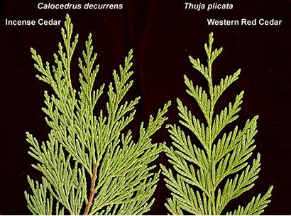 Calocedrus Decurrens Branchlets Comparison Oregon