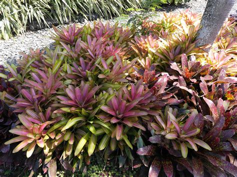 The family contains over 3000 described bromeliads have enjoyed a worldwide surge of popularity during the last 3 decades. Bromeliads Liven Up The House For The Holidays And Year ...