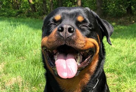 I import rottweiler puppies from europe. Teaching Commands To Your Rottweiler: Be Consistent And ...