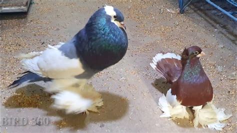 Best And Biggest Fancy Pigeon Breed In The World Different Types Of
