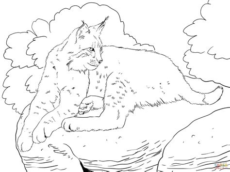 Bobcat Coloring Pages - Kidsuki