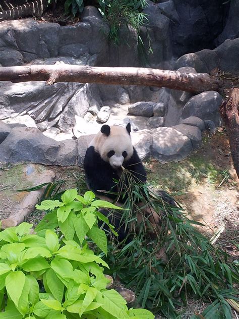 Singapore 2013 Singapore Zoo Giant Panda Brand New Enclo Flickr