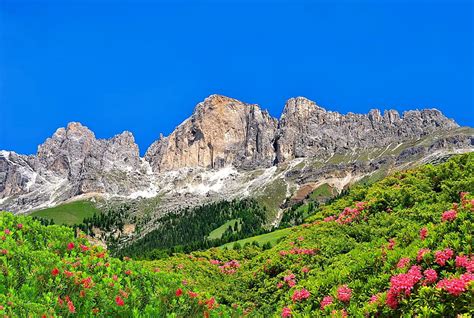 The Italian Dolomites Italy Wildflowers Summer Bonito Sky Rocks