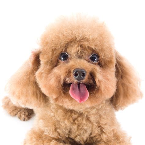 Poodle Temperament And Behavior Facts For Pet Parents Dr Marty Pets