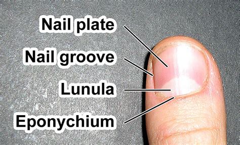 Nail Plate Appearance Function And Pictures