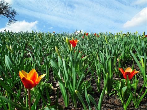 Check spelling or type a new query. The Things I Enjoy: Early spring flowers in Sofiero