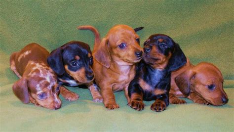 The standard sized dachshund was developed to scent, chase. Kerr Lake Dachshunds | Manson, NC 27553