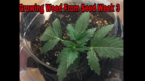 The hormones in the rooting solution stimulate germination and encourage root growth. Growing Weed From Seed (Week 3) - YouTube
