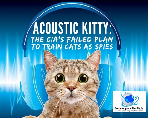 Acoustic Kitty The Cias Failed Attempt To Train Cats As Spies