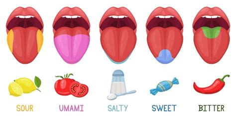 Premium Vector Cartoon Human Taste Areas Tongue Taste Receptors