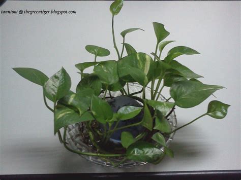 Maybe you would like to learn more about one of these? Green Tiger: Office Indoor Plants | Money plant in water, Plants, Water plants