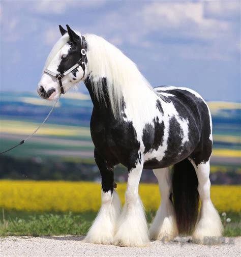 559 Best Gypsy Vanner Horse Images On Pinterest Beautiful Horses