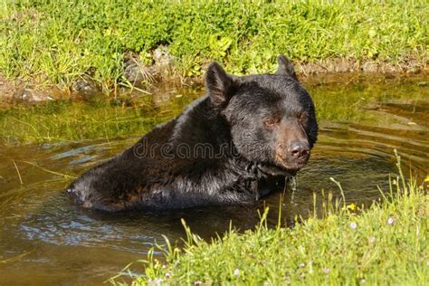 American Black Bear Ursus Americanus Stock Photo Image Of United