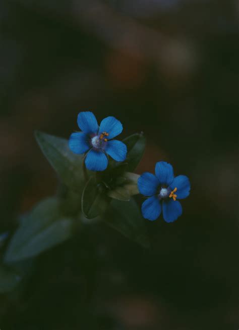 Deux Fleurs Bleues à 5 Pétales · Photo Gratuite