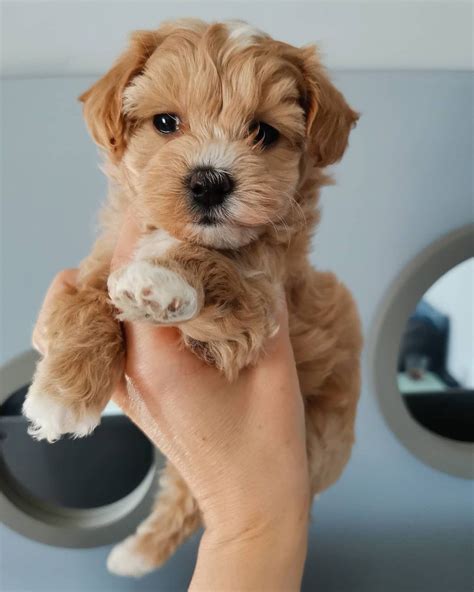 Maltipoo Puppies For Sale Los Angeles Ca 342577