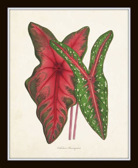 Tropical Leaves Botanical Print Set No 5 Bellebotanica