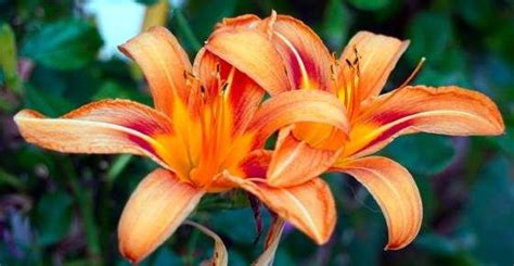 Types Of Lilies Varieties Of Lily Hybrids And List Of