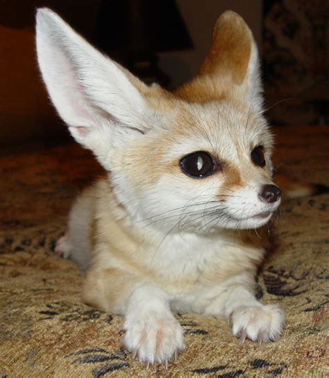 Tamed Vaccinated Fennec Fox Babies For Sale Adoption From Wellington On