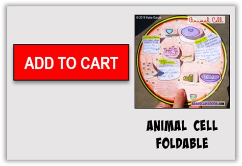 Animal Cell Foldable Mrs Gs Classroom