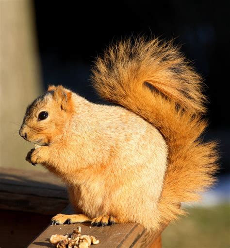 Cute Fox Squirrel Begging For Food Stock Image Image Of Squirrel