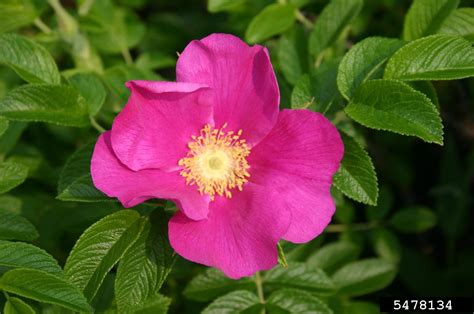 Seaside Rose Rosa Rugosa