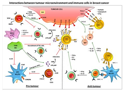 Most cancers of the breast originate from the epithelial cells that line the ducts and lobules of the breast. Biomedicines | Free Full-Text | Immune Landscape of Breast ...
