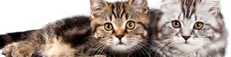 Check spelling or type a new query. Welcome to The Pet Centre Shirley | West Midlands | UK