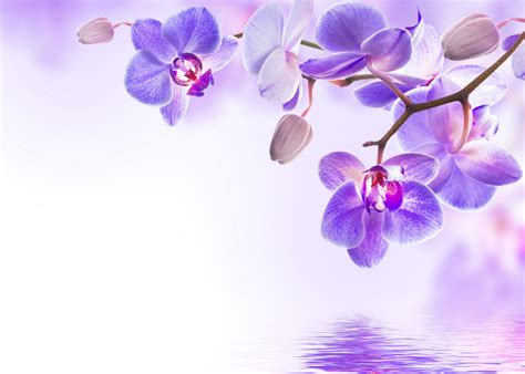 Orchidee 4k Ultra Hd Wallpaper And Hintergrund 4000x2855 Id541028