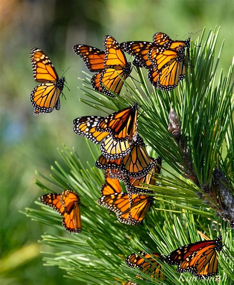 Monarch Butterfly Migration Bing Monarch Butterflies Photography