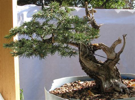 Picea Pungens Colorado Blue Spruce Bonsai 2 Colorado
