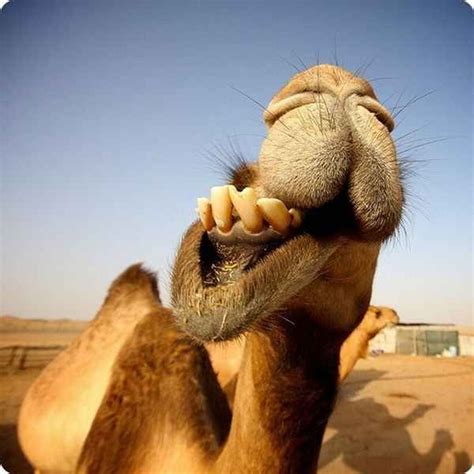 23 Camels Who Are Having The Best Day Ever Camels Funny Funny