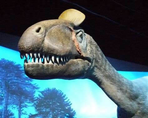 10 Dinosaurs With Head Crests That Are Fun To Learn About