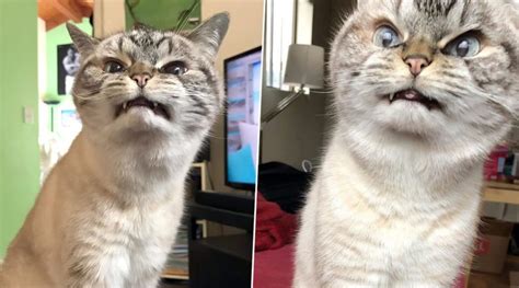 Loki The Vampire Cat Goes Viral For Her Evil Looks See Pictures Latestly