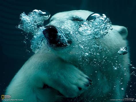 Photography Desktop Wallpaper National Geographic Magazine Polar