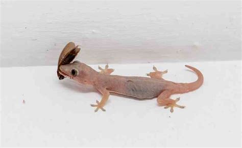 Burung puyuh adalah hewan yang masuk dalam contoh hewan ovipar yang kedua. 10 Contoh Hewan Ovipar Beserta Gambar, Ciri dan Penjelasannya