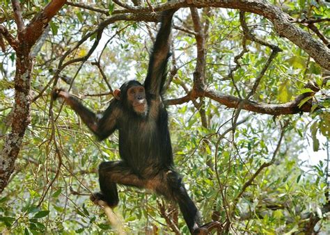 Swinging Chimp Chimp Wild Swinging In Gombe Tanzania This Is The
