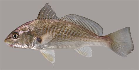 Atlantic Croaker Discover Fishes