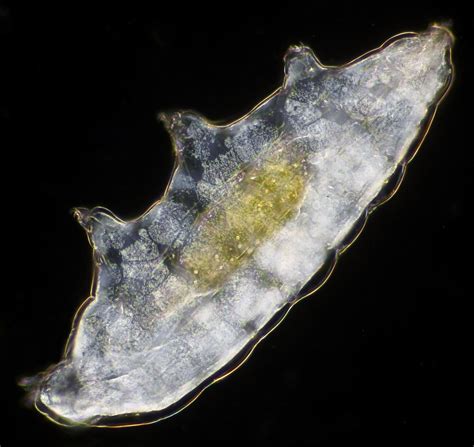 Tardigrade In Dark Field Microscope Microscopy Microscopic