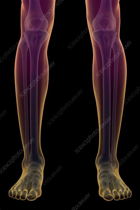 Bones of the Lower Legs, artwork - Stock Image - C020/1375 - Science
