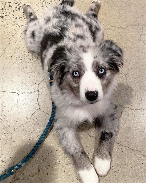 Toy Australian Shepherd Breed Info Pictures Traits And Facts