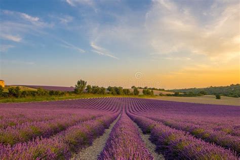 Lavender Fields At Sunset In Provence France Stock Image Image Of
