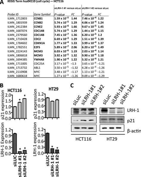 The Cyclin Dependent Kinase Cdk Inhibitor P21 Is Up Regulated In