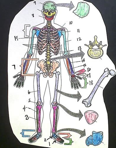 Ends (epiphyses) at the ends of the long bone, the cortex is much thinner. Long Bone Labeled Diagram Quizlet / Chapter 5 Test ...