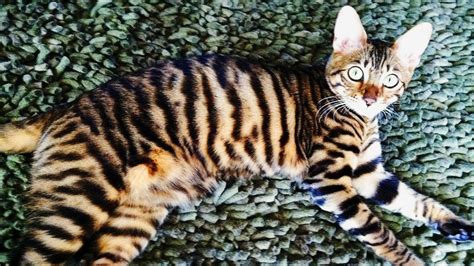 This breed has a friendly, outgoing temperament and delights in. Eye Of The Toyger - YouTube