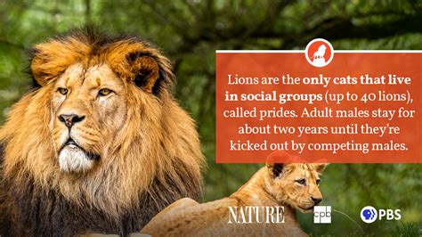 Amazing Facts About Lions Youtube