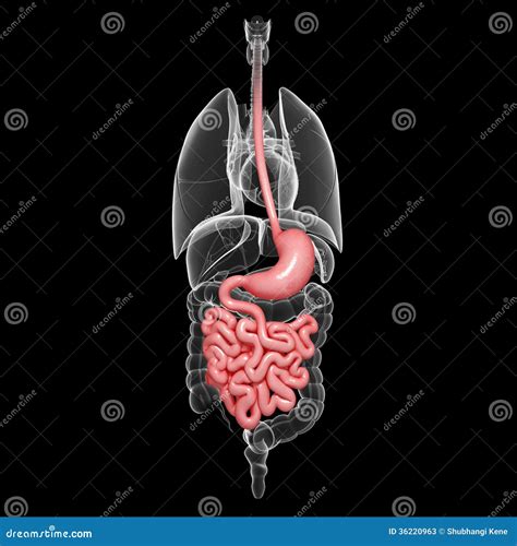 Stomach Anatomy Of Human With All Internal Organs Stock Photos Image
